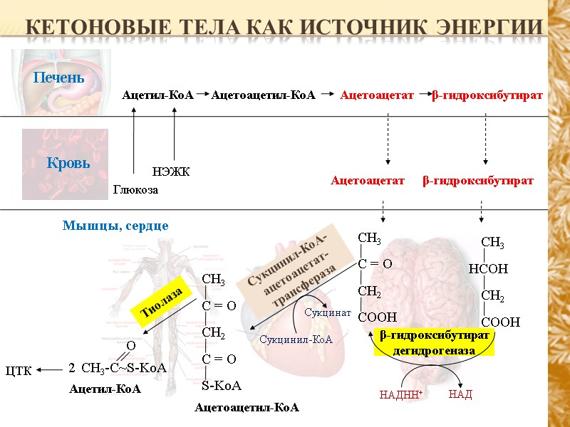 Кетоновые тела как источник энергии Мышцы, сердце Ацетил-КоА Глюкоза НЭЖК Ацетоацетил-КоА Ацетоацетат β-гидроксибутират Ацетоацетат